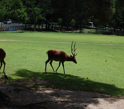 Nara - Deer Park