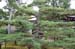 KyotoDaitokujiTempleTrees1