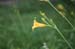 AKSFlower1