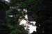 AKSSunThroughtheTrees1