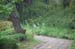 AKSWalkingPath1