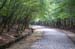 GyeongjuBulguksaTemplePath12