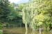 GyeongjuBulguksaTemplePond1