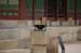 GyeongbokPalace24