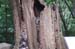 HaeinsaTempleTree1