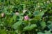 HiraizumiFlowers2
