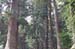 HiraizumiForest1