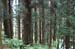 HiraizumiForest2