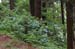 HiraizumiForest3