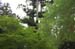 HiraizumiForest4