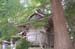 HiraizumiShrine16
