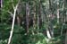 KanegasakiHostFamilyForest1