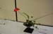KanegasakiLifeLongLearningCenterFlowers1