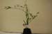 KanegasakiLifeLongLearningCenterFlowers4
