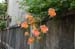 KyotoFlowersonStreet2
