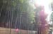 KyotoDaitokujiTempleBamboo1
