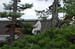 KyotoDaitokujiTempleManPruningTree1