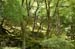 KyotoJishojiZenTempleForest1