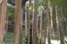KyotoJishojiZenTempleForest2