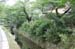 KyotoPhilosophersWalk9