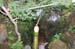 RyoanjiTempleBambooWaterSystem1