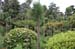 RyoanjiTempleGarden1