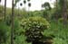 RyoanjiTempleGarden11