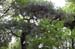 RyoanjiTempleGarden13