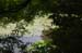 RyoanjiTemplePondLotusFlowers2