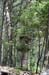NaraKasugaShrine39