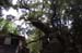 NaraKasugaShrine43