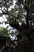 NaraKasugaShrine45