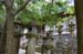 NaraKasugaShrine53