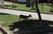 NigatsudoTempleDeer1