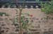 GyeongjuConfucianSchool26
