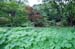 TokyoImperialPalaceGardens4