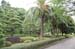 TokyoImperialPalacePrefectureTrees